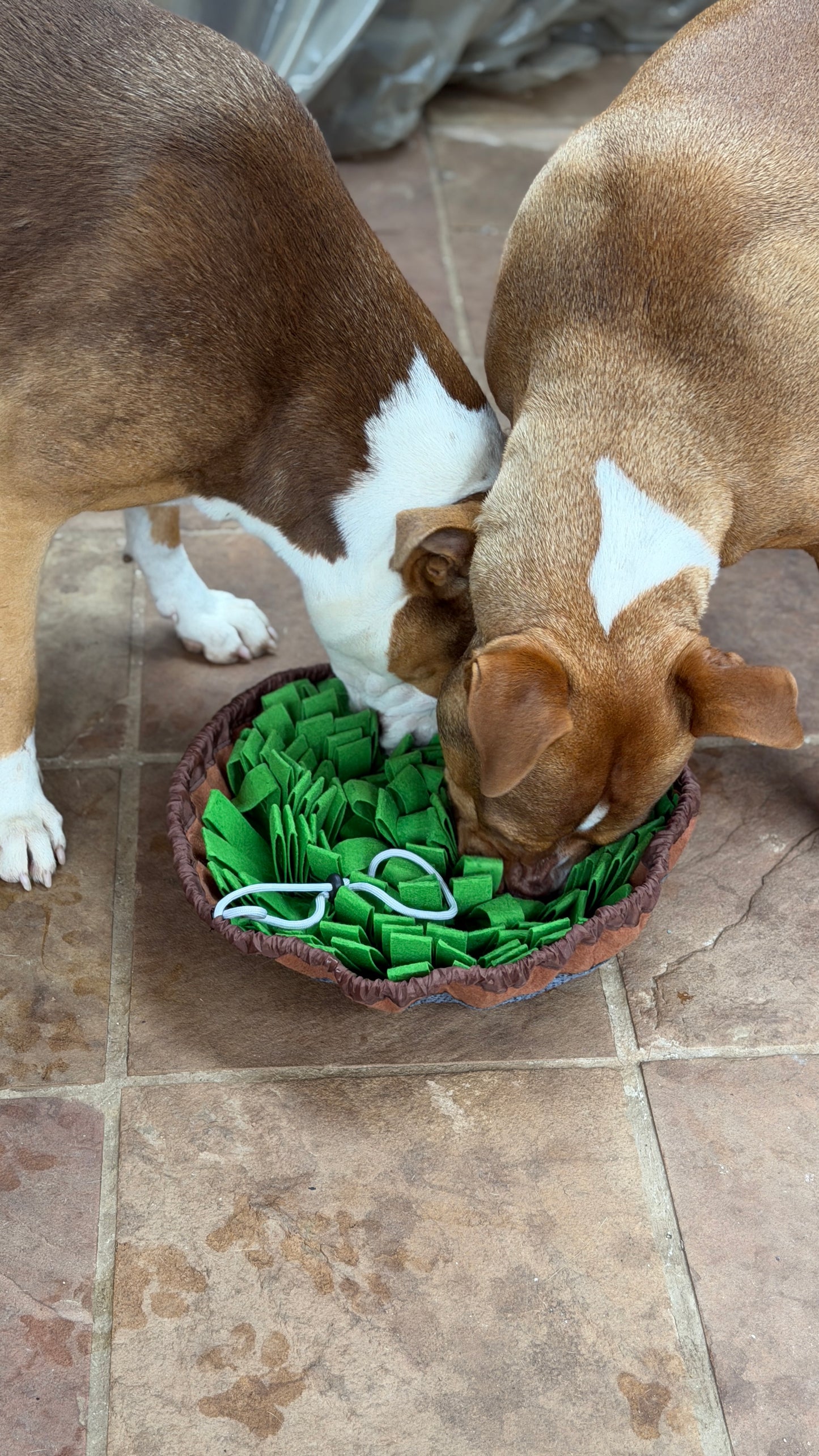 Tailease™ Snuffle Mat